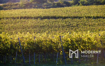 Na predaj jedinečné Tokajské vinice v najvýznamnejšej vinohradníckej oblasti