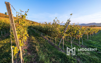 Na predaj jedinečné Tokajské vinice v najvýznamnejšej vinohradníckej oblasti