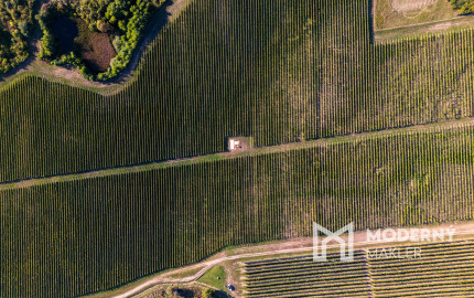 Na predaj jedinečné Tokajské vinice v najvýznamnejšej vinohradníckej oblasti