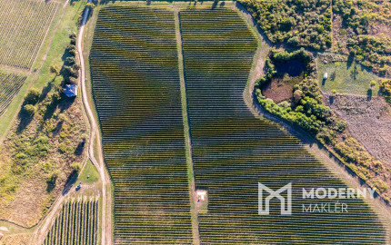 Na predaj jedinečné Tokajské vinice v najvýznamnejšej vinohradníckej oblasti