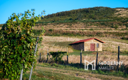 Na predaj jedinečné Tokajské vinice v najvýznamnejšej vinohradníckej oblasti