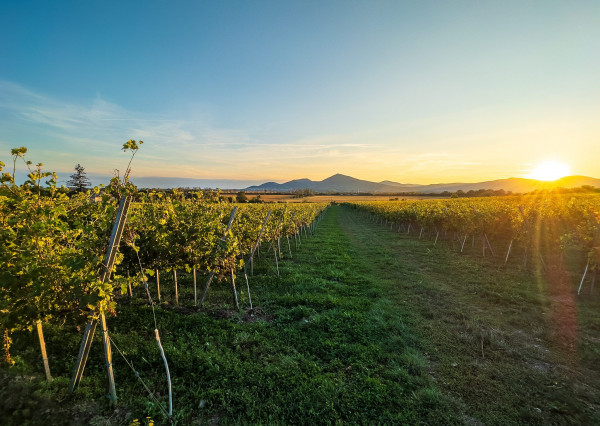 Na predaj jedinečné Tokajské vinice v najvýznamnejšej vinohradníckej oblasti