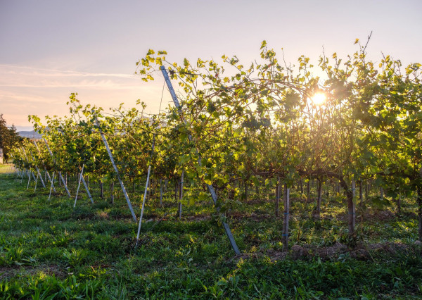 Na predaj jedinečné Tokajské vinice v najvýznamnejšej vinohradníckej oblasti