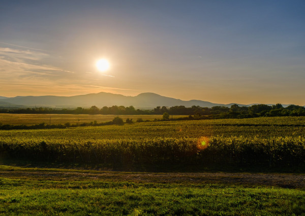 Na predaj jedinečné Tokajské vinice v najvýznamnejšej vinohradníckej oblasti