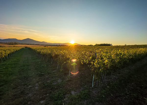 Na predaj jedinečné Tokajské vinice v najvýznamnejšej vinohradníckej oblasti