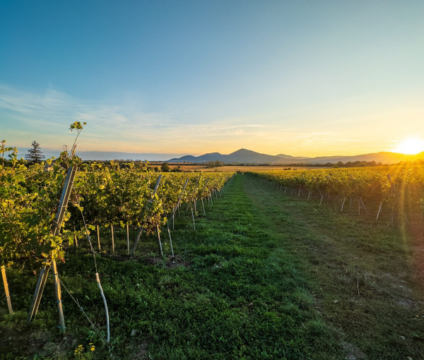 Na predaj jedinečné Tokajské vinice v najvýznamnejšej vinohradníckej oblasti